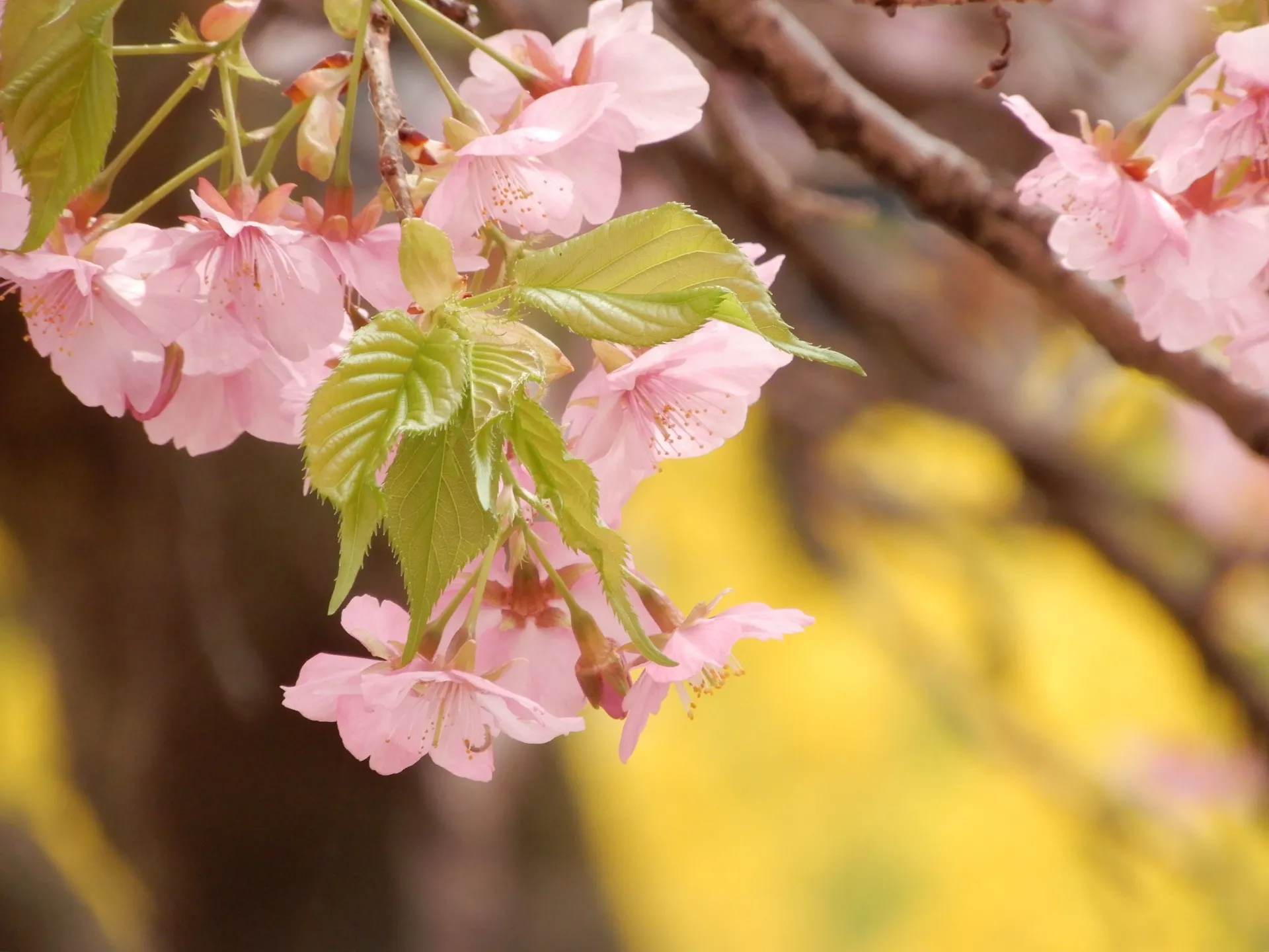 株式会社resona教育研究所