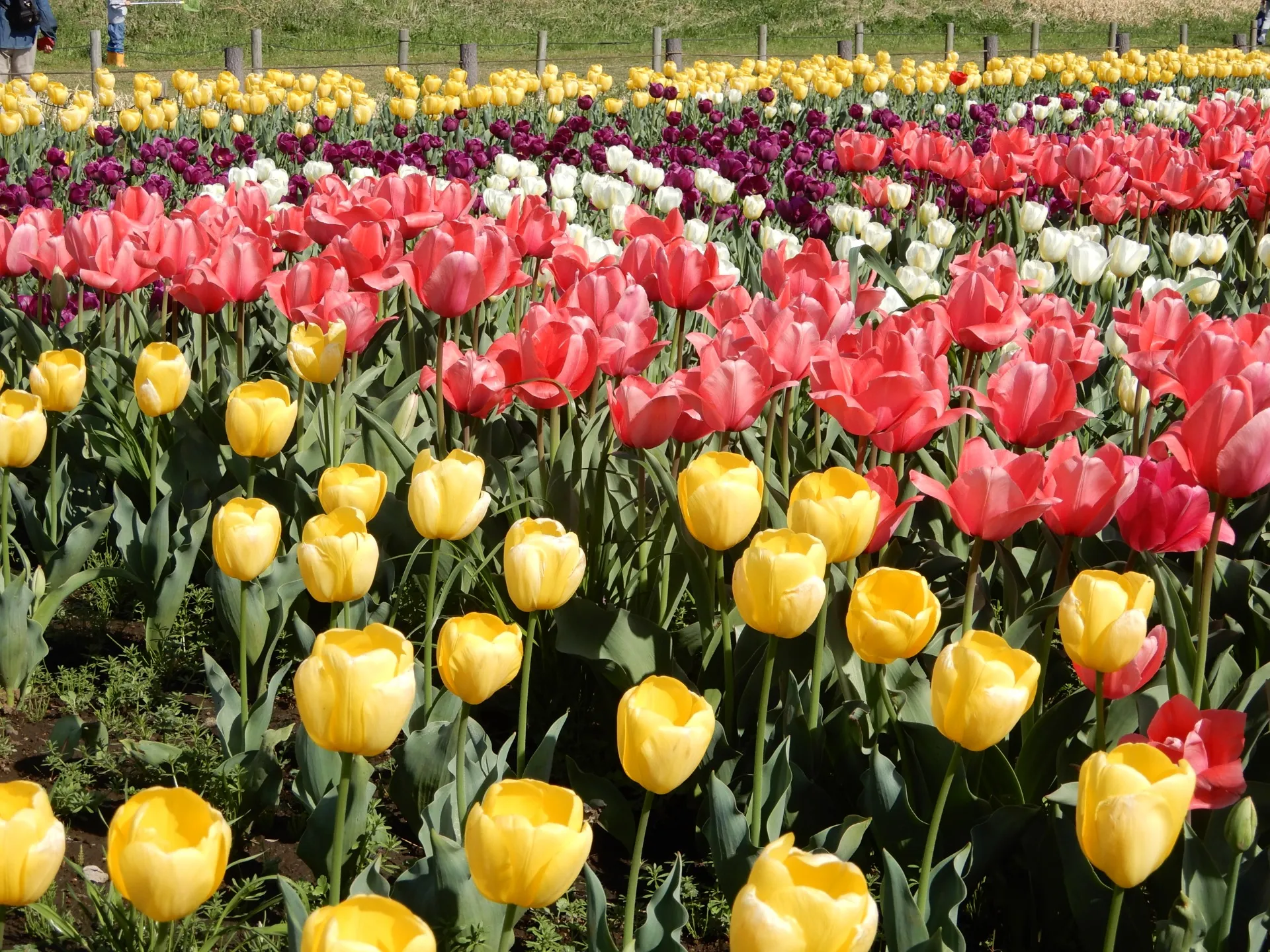 株式会社resona教育研究所