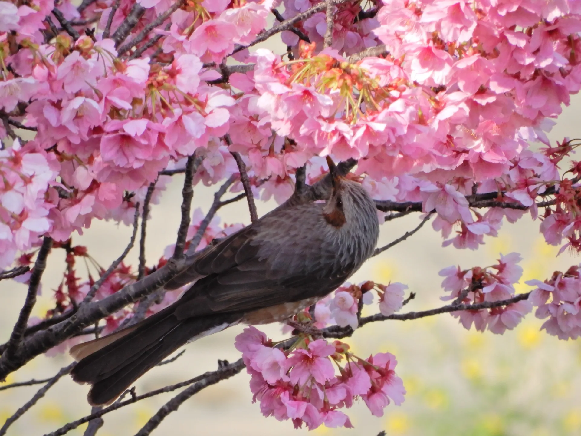 株式会社resona教育研究所